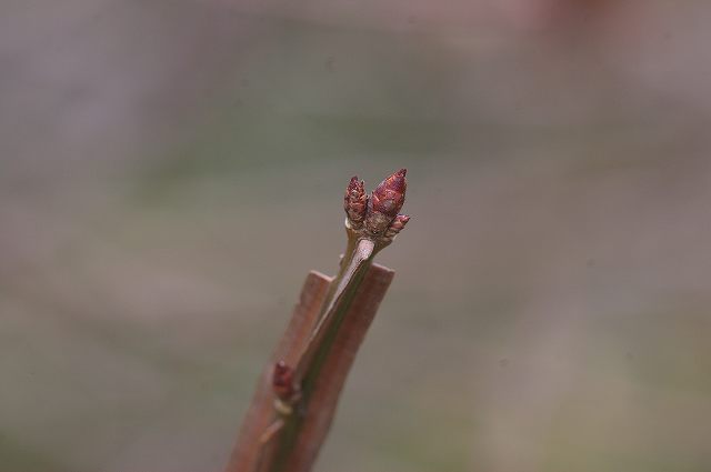 e0070891_18203515.jpg