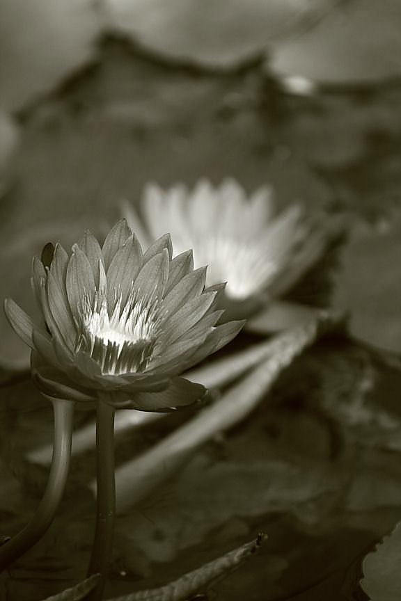 f0195893_2037441.jpg