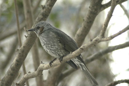 庭にやって来る鳥　　2009・1・31(土)_f0041606_2012121.jpg