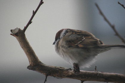 庭にやって来る鳥　　2009・1・31(土)_f0041606_20125349.jpg