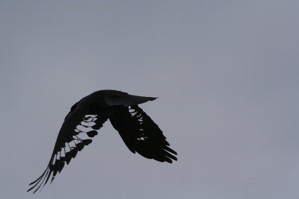 カラス 鳥べえ虫べえ 旧 南海沿線のムシと鳥 カラス 鳥べえ虫べえ 旧 南海沿線のムシと鳥
