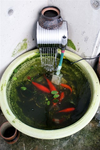 金魚鉢のポンプを清掃_e0166355_758730.jpg