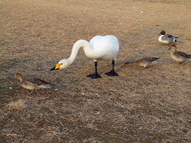 d0041158_964298.jpg