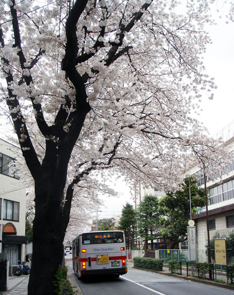 【さくらの風景】2007年春_c0130964_11482820.jpg