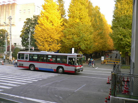 【秋の木々の風景】_c0130964_2056379.jpg