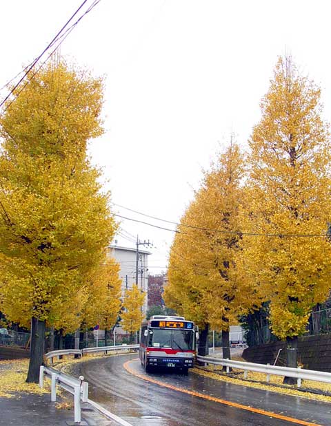 【秋の木々の風景】_c0130964_20585422.jpg