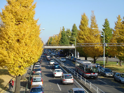 【秋の木々の風景】_c0130964_21135373.jpg
