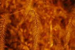 d0137072_1051689.jpg