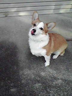 里親さんを募集します!週末の犬舎はからっぽです。_c0167175_0203136.jpg