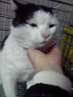 里親さんを募集します!週末の犬舎はからっぽです。_c0167175_0204890.jpg
