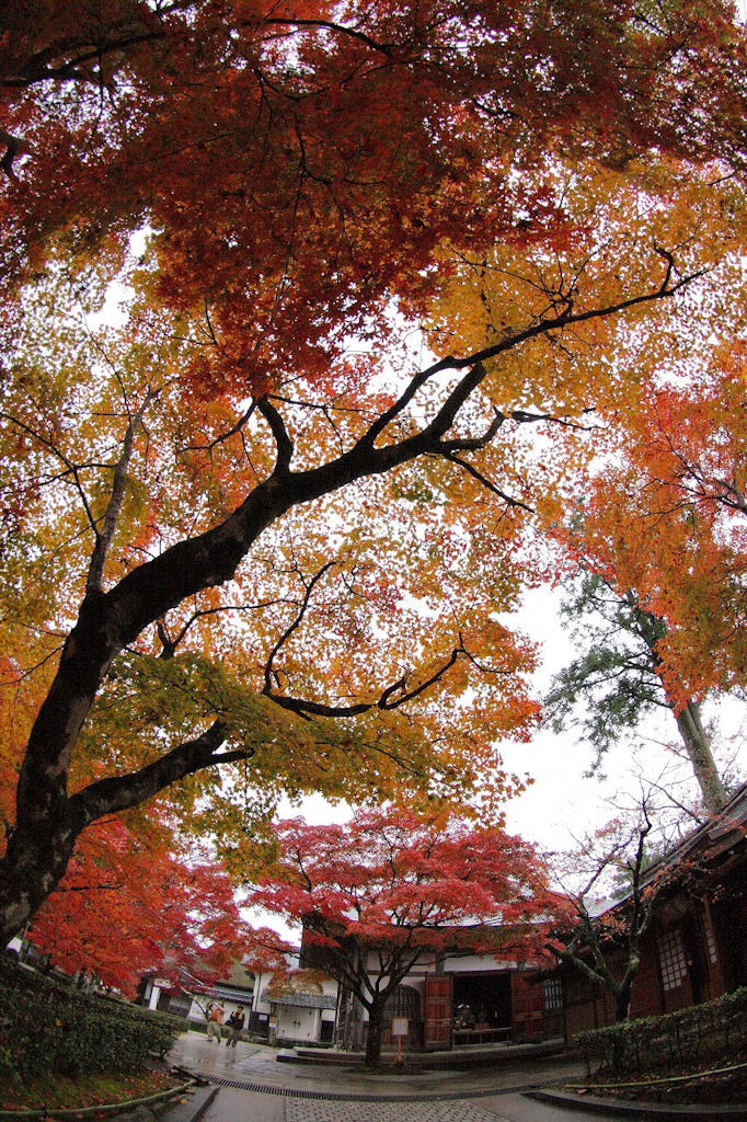 2008永源寺の紅葉４_f0034583_178519.jpg