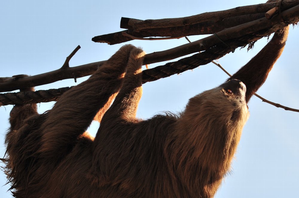 続くUENO ZOO_c0124795_1348531.jpg