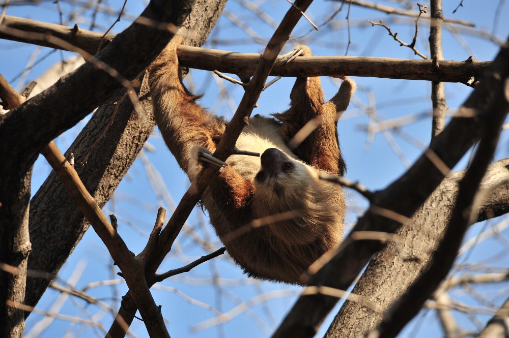 続くUENO ZOO_c0124795_1349823.jpg