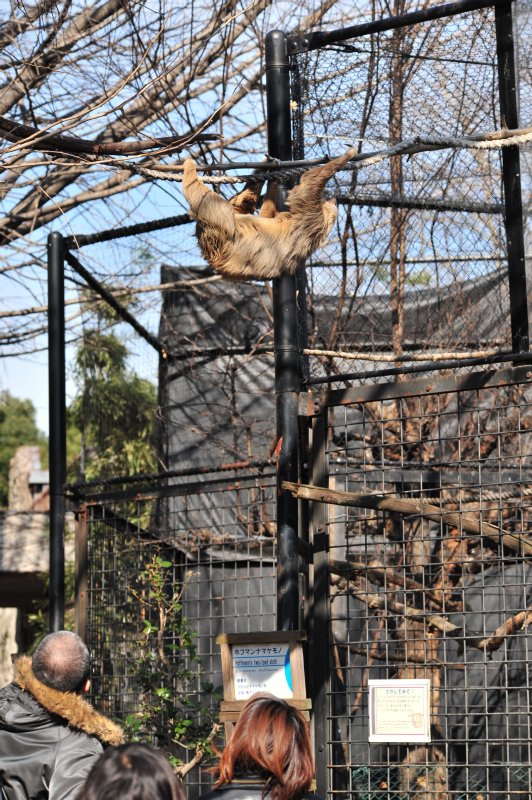 続くUENO ZOO_c0124795_13535755.jpg