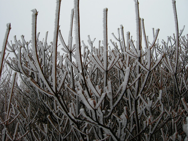 井原山　井原山自然歩道より山頂へ　2009.02.01　№129_f0196109_21221990.jpg