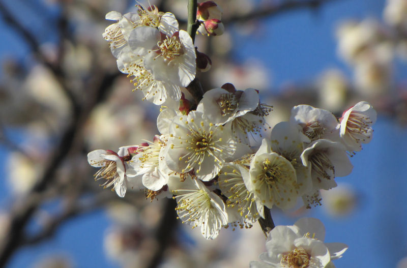 白いウメの花_c0085622_22164337.jpg