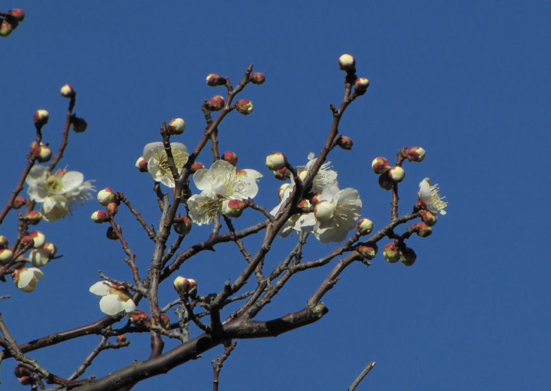 白いウメの花_c0085622_2217760.jpg