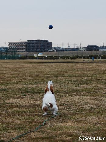 ボール遊び大好き_c0099133_1181412.jpg