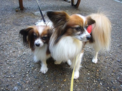 e0100046_20104239.jpg