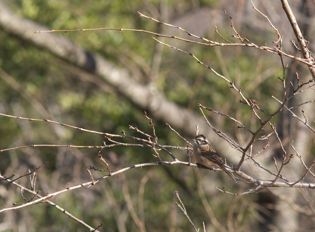 もう一度野鳥_c0108863_21212062.jpg