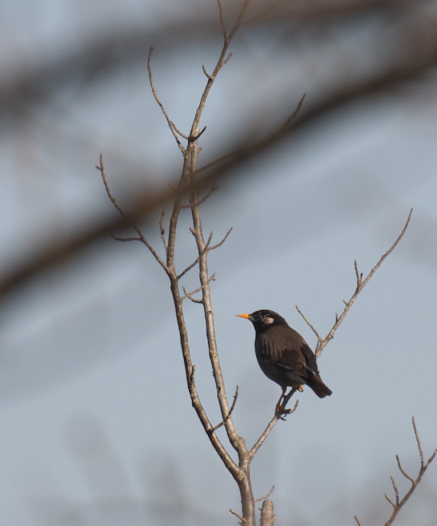 もう一度野鳥_c0108863_21262710.jpg