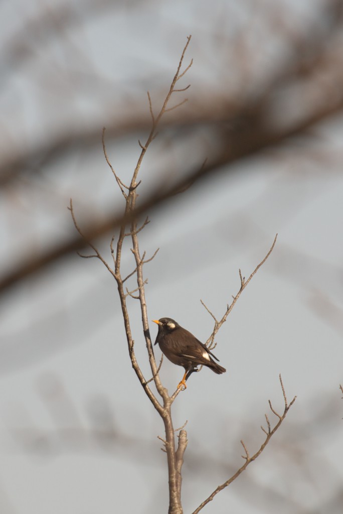 もう一度野鳥_c0108863_21311873.jpg