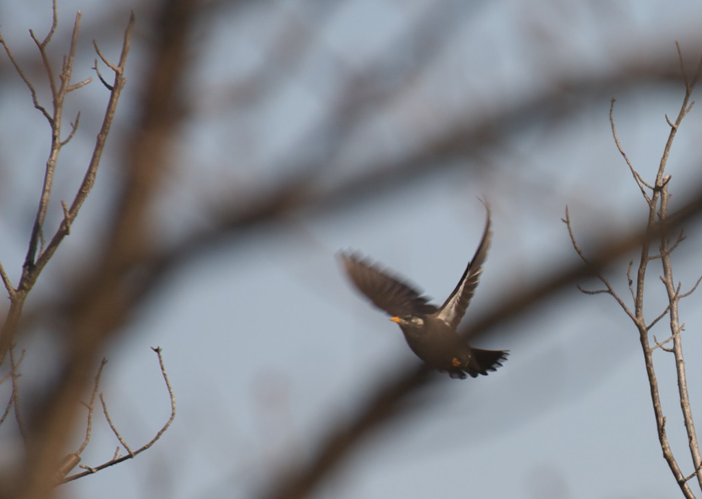 もう一度野鳥_c0108863_2132434.jpg