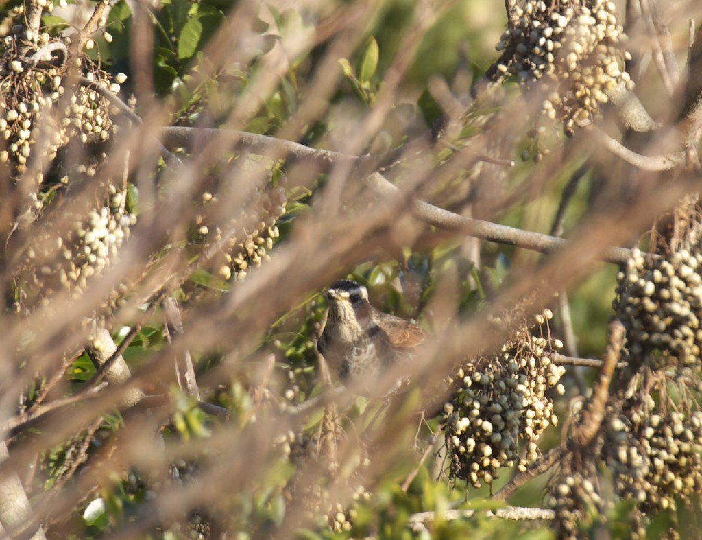 もう一度野鳥_c0108863_21324832.jpg