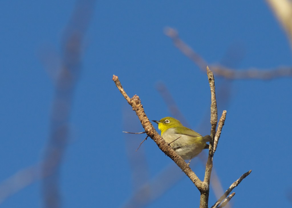 もう一度野鳥_c0108863_2149472.jpg