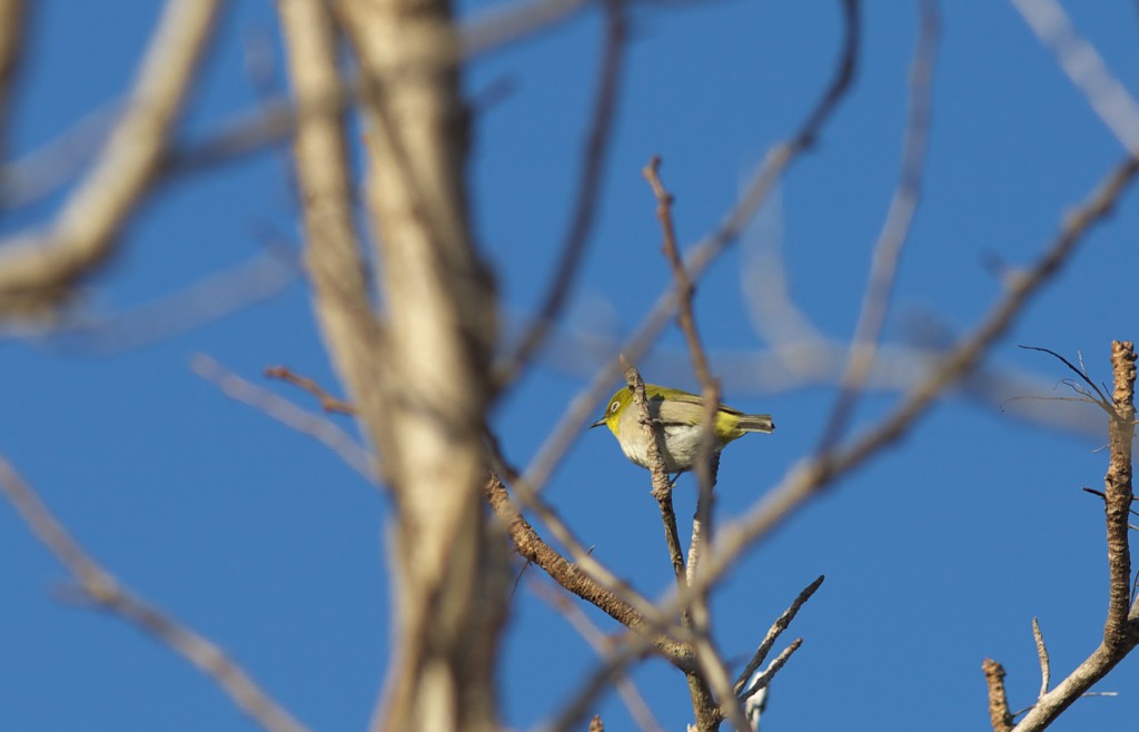 もう一度野鳥_c0108863_21531460.jpg