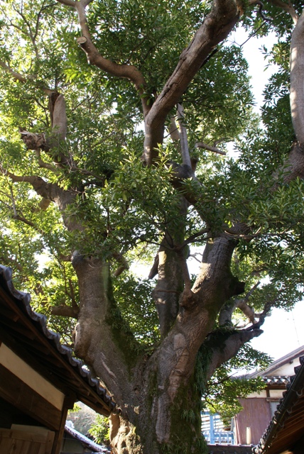 a0091666_21442620.jpg