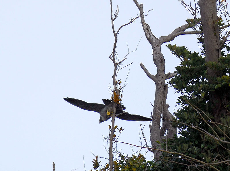 c0155479_8244285.jpg