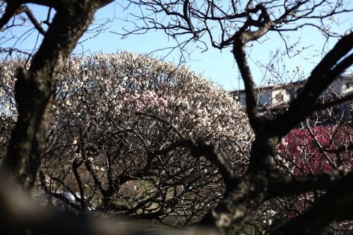 習志野、梅林公園_d0110380_20384249.jpg