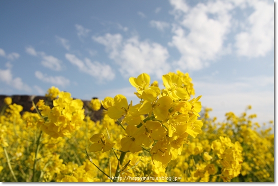 菜の花畑 w/ camera_e0098393_0371294.jpg