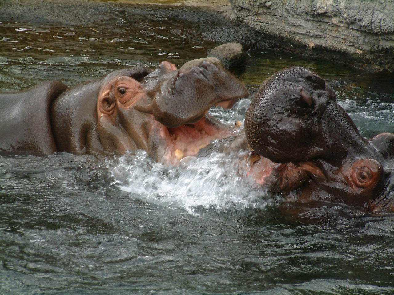 冬の動物園_b0044296_21191144.jpg