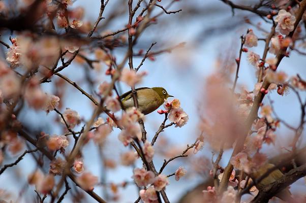 梅と鶯とインコ？_f0157215_18535479.jpg