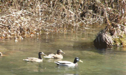 a0056140_2063788.gif