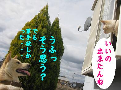 ブツブツの軍手が欲しいわん_b0151748_13274898.jpg