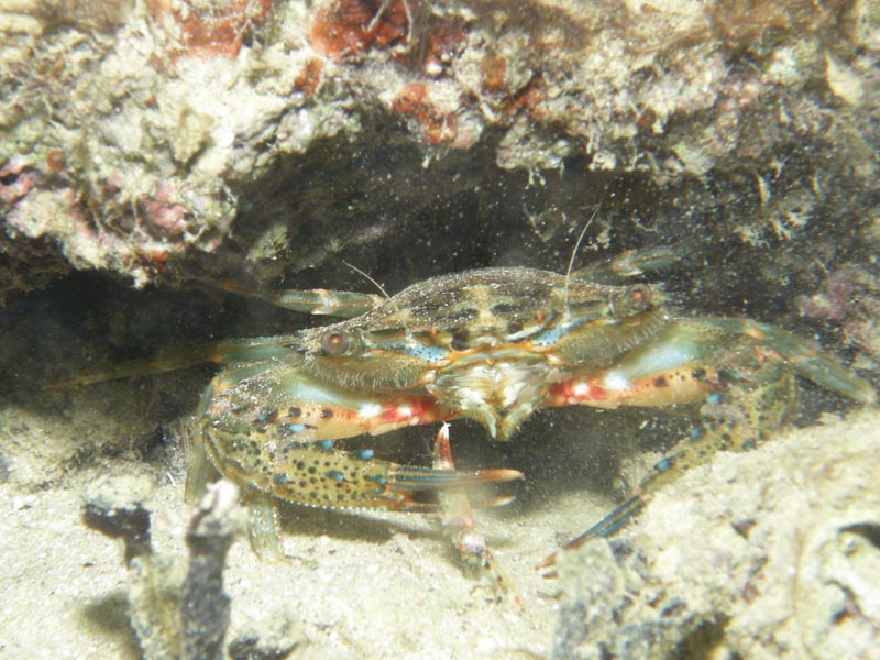 438 マダライシガニモドキ ランゲルハンス島の海