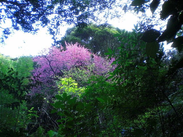 親父の桜①　ついに到着_b0149867_11313550.jpg