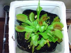 食虫植物_a0117675_17514555.jpg