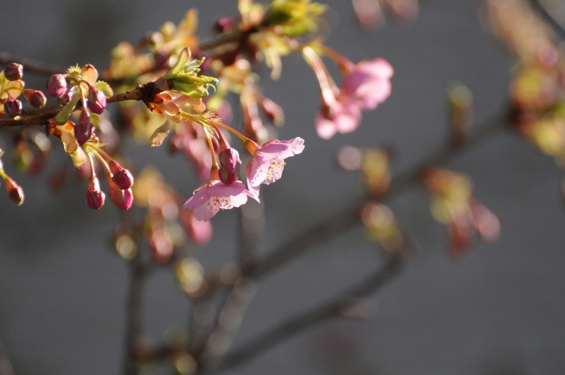 河津桜が咲いた！＠農大一高_d0056382_21374281.jpg