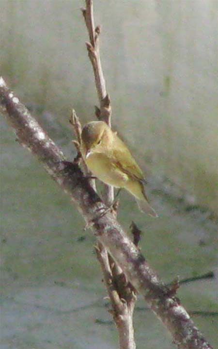 一月に目撃の野鳥たち＾＾_e0092286_23551422.jpg