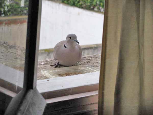 一月に目撃の野鳥たち＾＾_e0092286_23593252.jpg