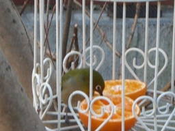c0117898_14335525.jpg