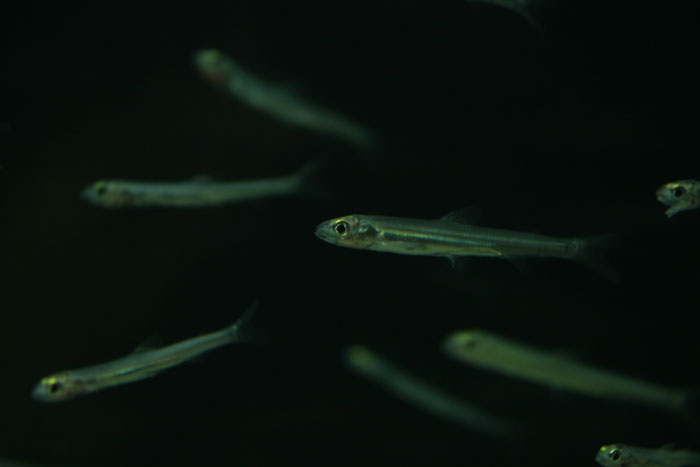 ヒウオ アユの幼魚 水族館ふりーく