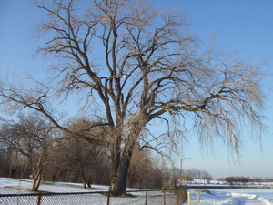 f0102814_931182.jpg