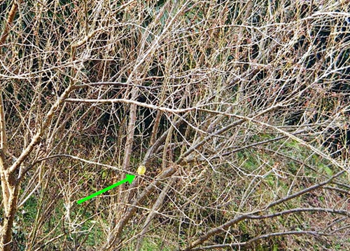 d0144618_2141260.jpg