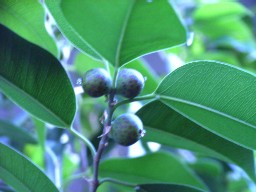 隠頭花序 時田 幻椏 芳文の 我貌徒然 隠頭花序 時田 幻椏 芳文の 我貌徒然