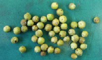 隠頭花序 時田 幻椏 芳文の 我貌徒然 隠頭花序 時田 幻椏 芳文の 我貌徒然